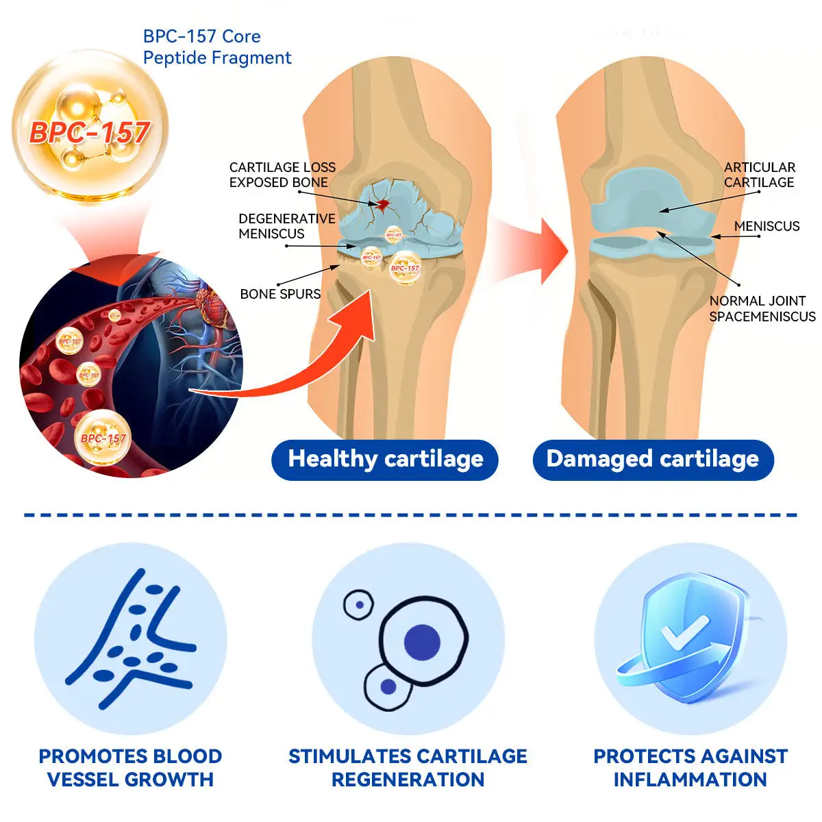 Zvoevo® BPC-157 Stabilized-Peptide Joint Recovery Oral Liquid